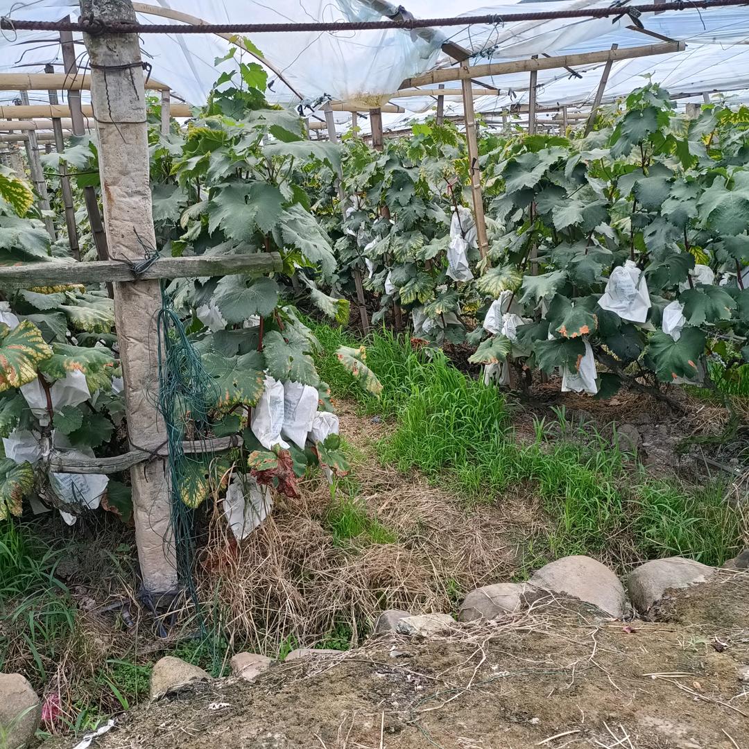 杨y