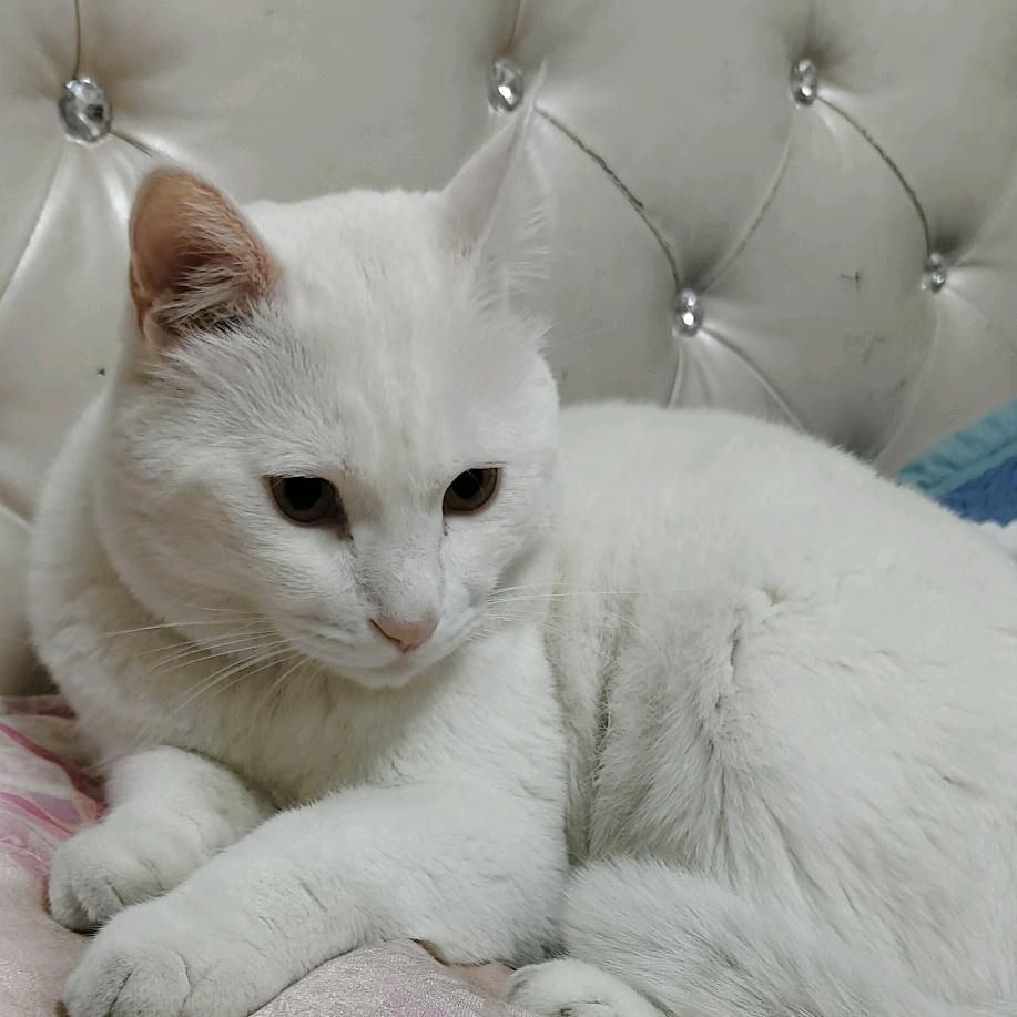 寻找丢失的猫咪团团