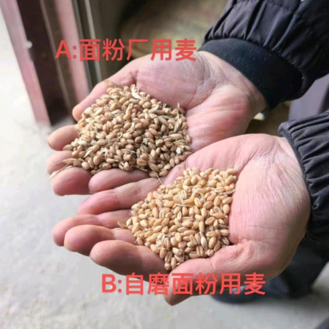 小陈🌾农家自磨面粉