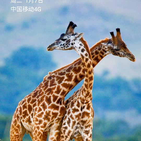 若茶