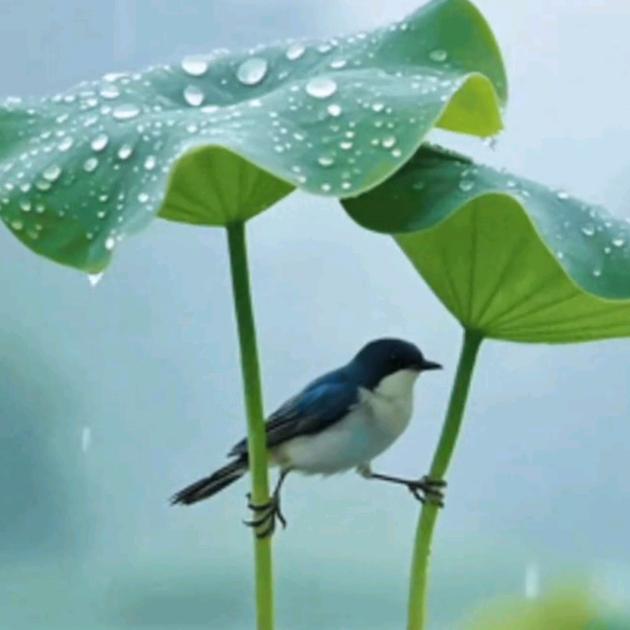 🛸🎼情🌞🎼怀🚁