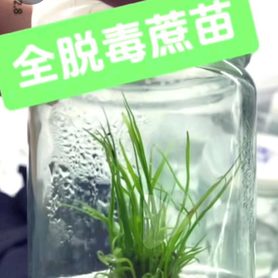 金秆种业果蔗种苗，种茎，组培苗等，小陈