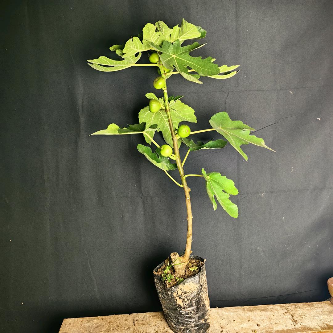 bogenongye46