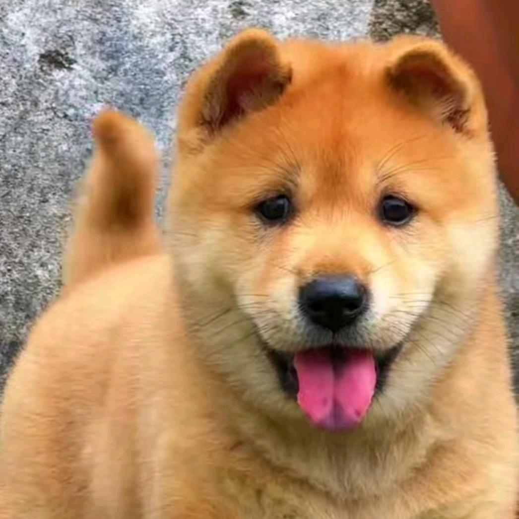 乡野犬舍