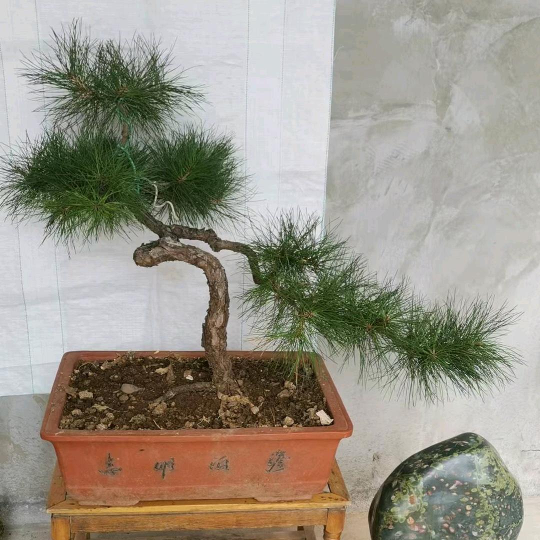玉琴花卉