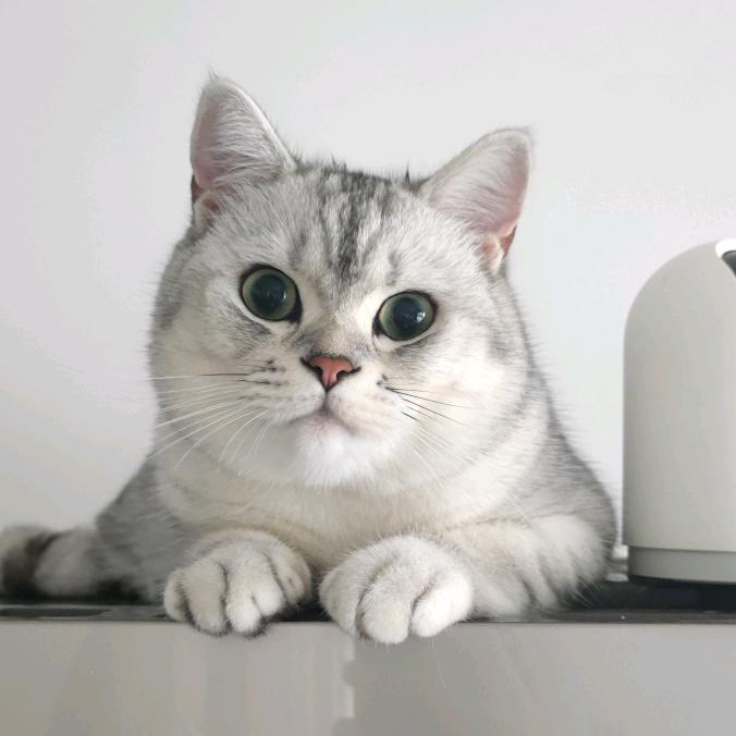 爱凑热闹的闹闹