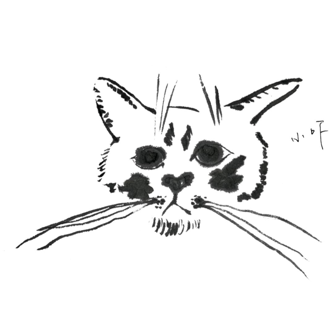 鳕鱼条（9.5礐嶨见过千玺版）