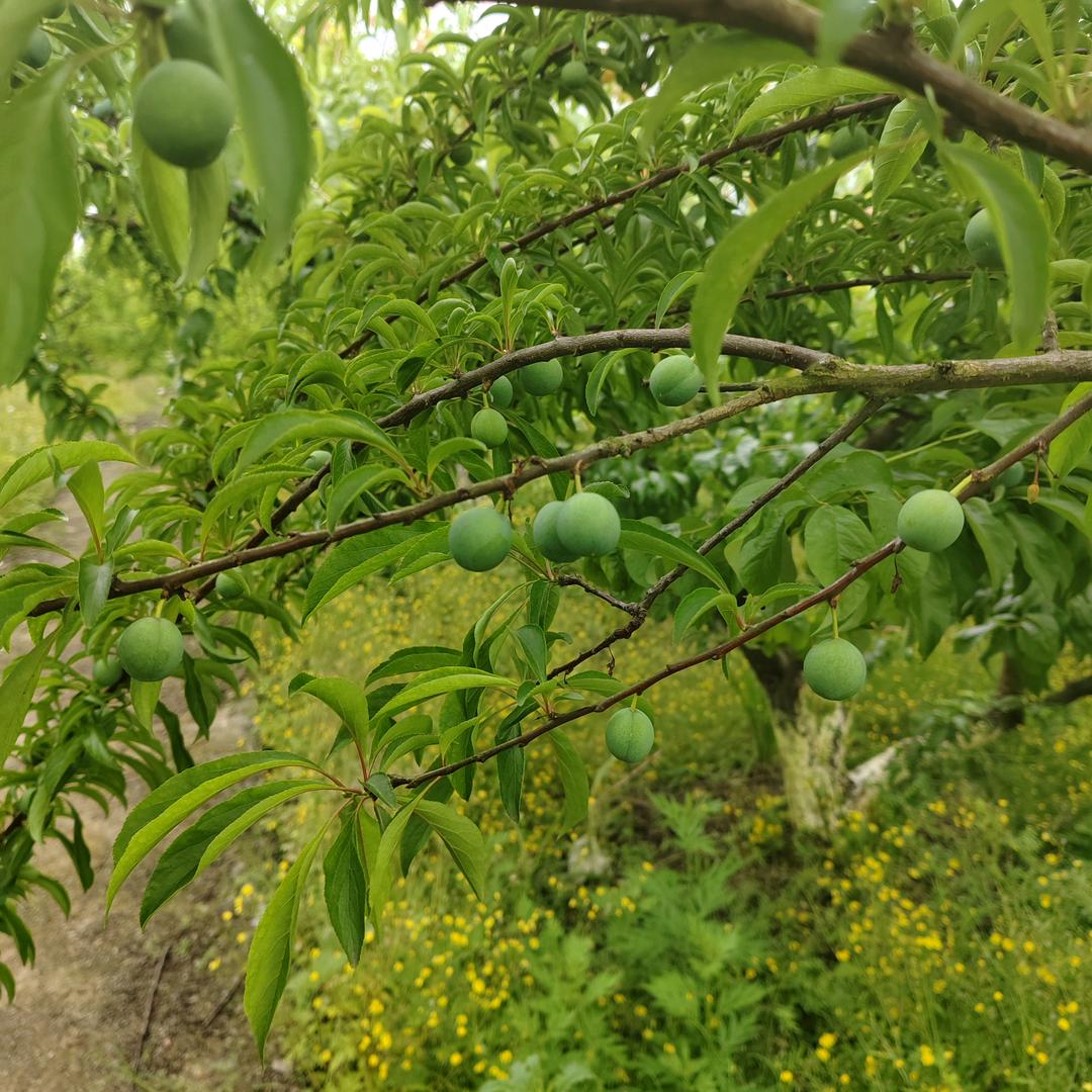 魏魏农场