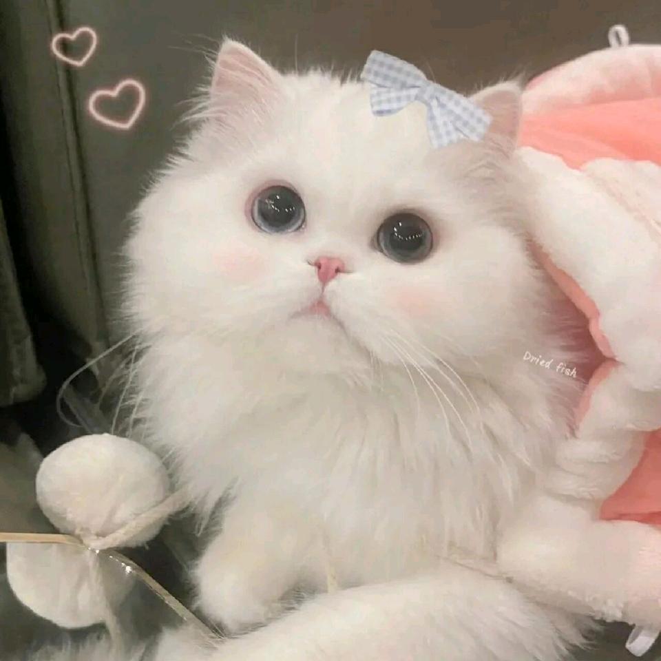 暖冬好物