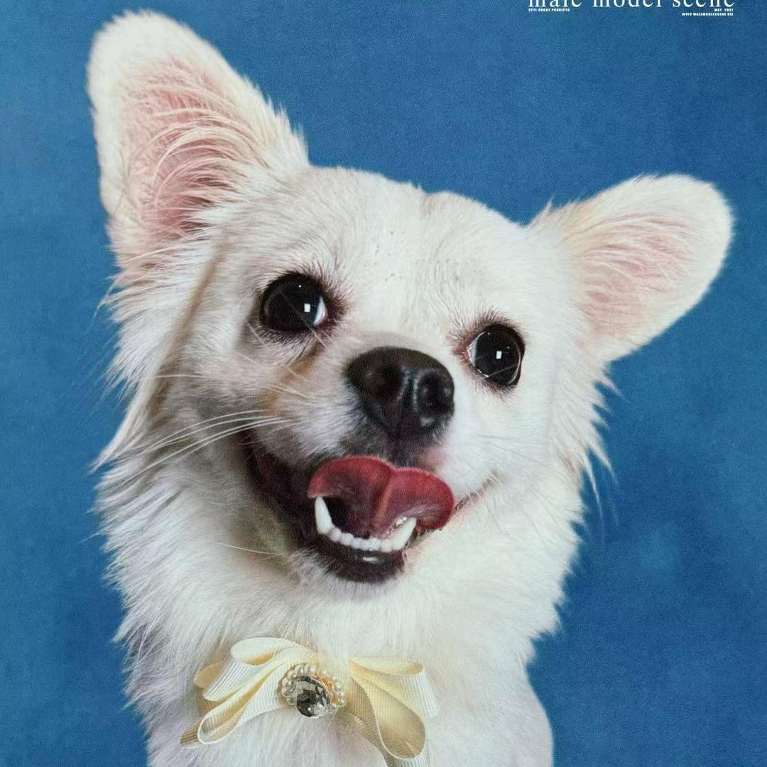 团团佩奇-懦夫蛮王