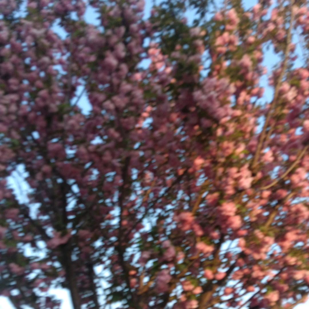 依依姐