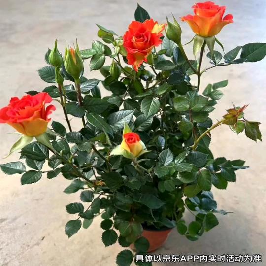 👍感恩遇见👍