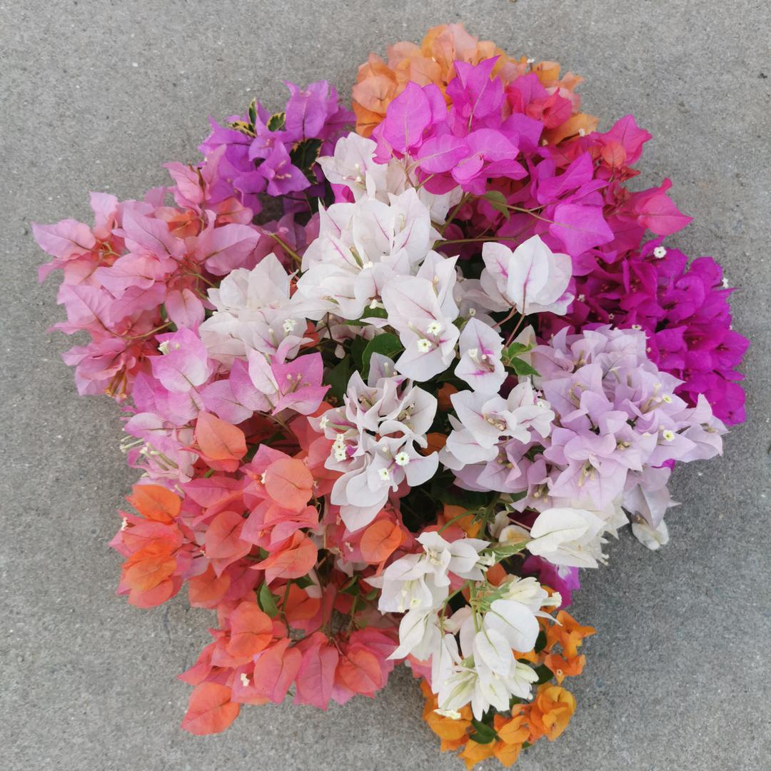 @情殇@_（封心锁爱）