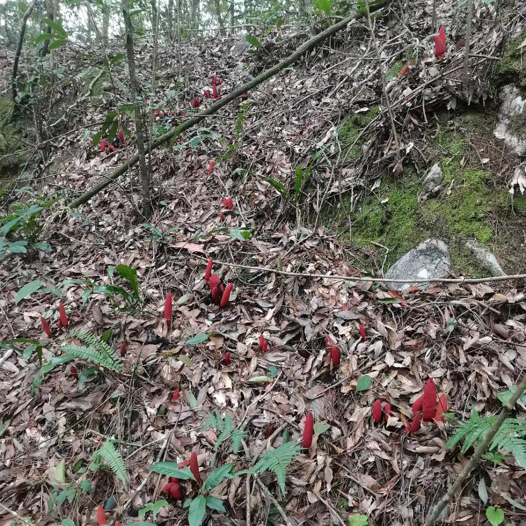 杏林小草（大约在冬蜜）