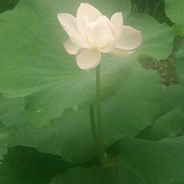 珍姐