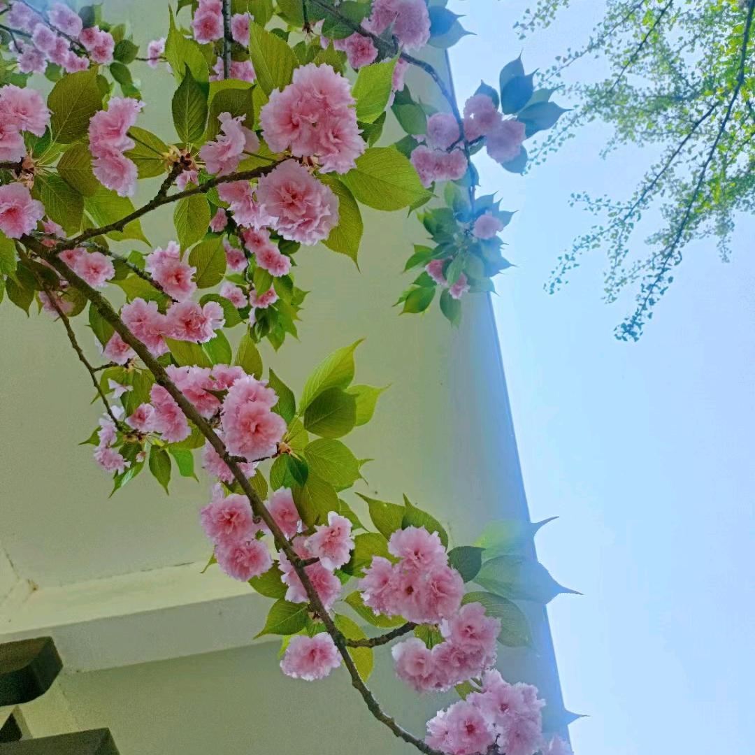Wpk ☺️🉐粥24宋芬