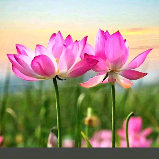 莲心如雪🇨🇳