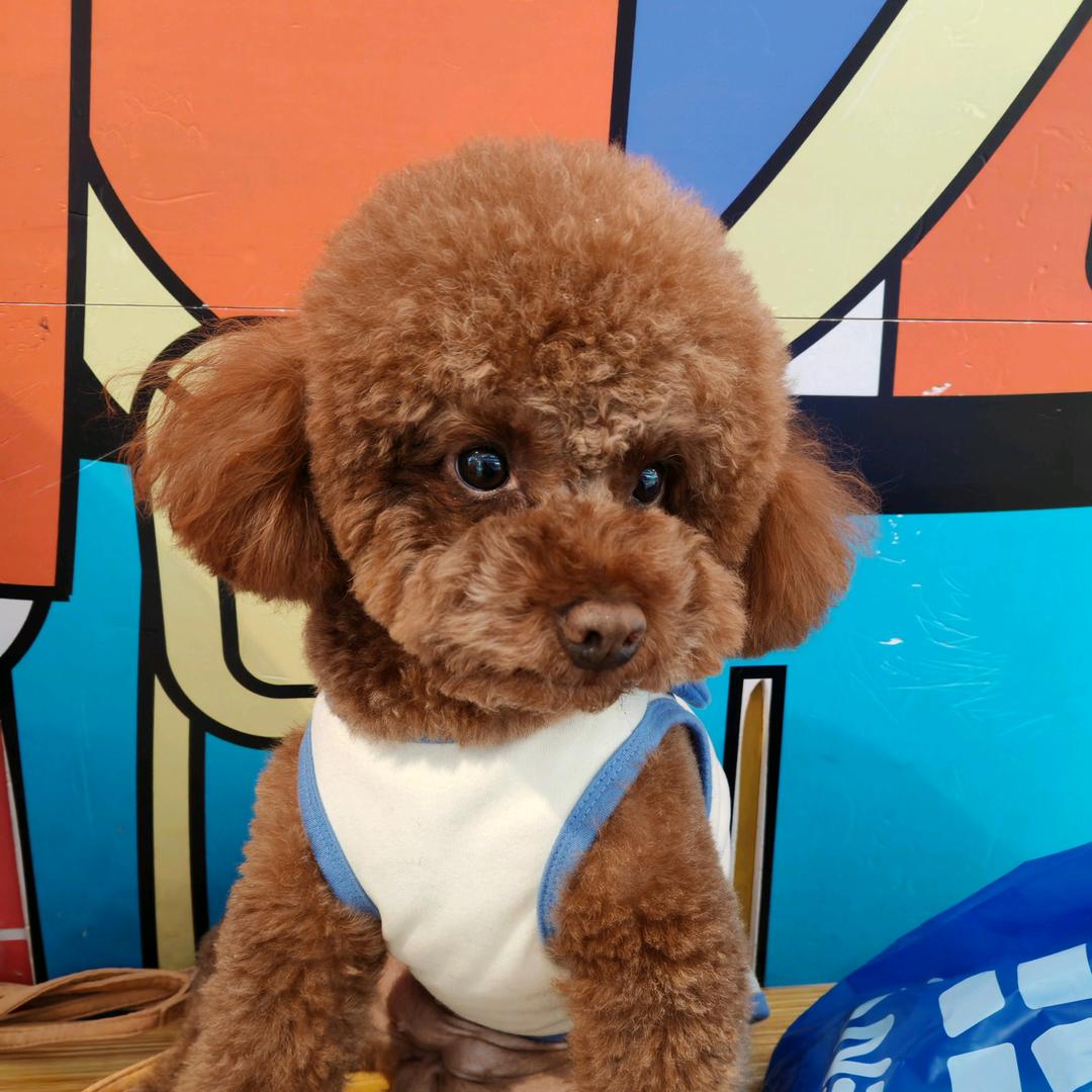 七宝是只小泰迪🐻