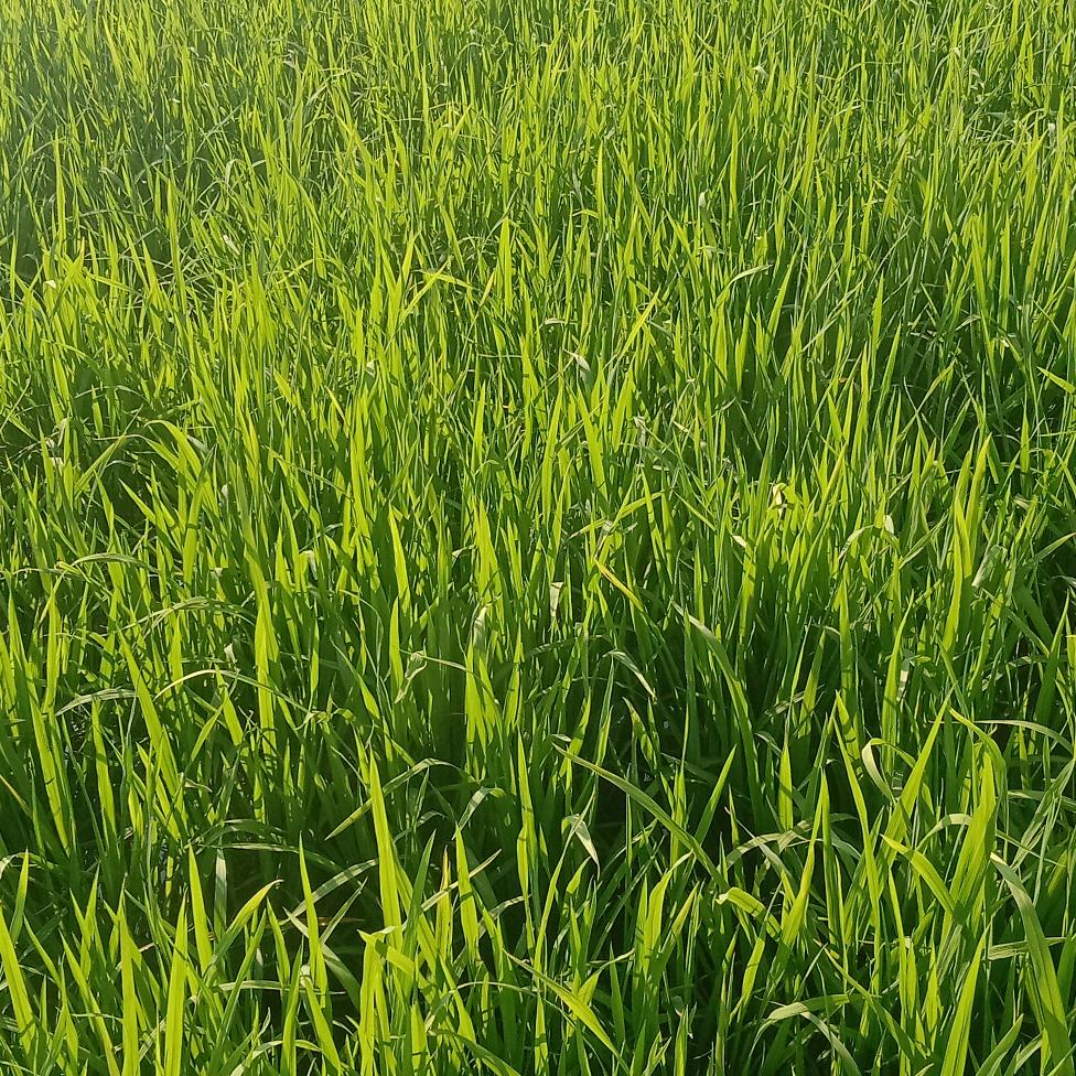 真爱一生