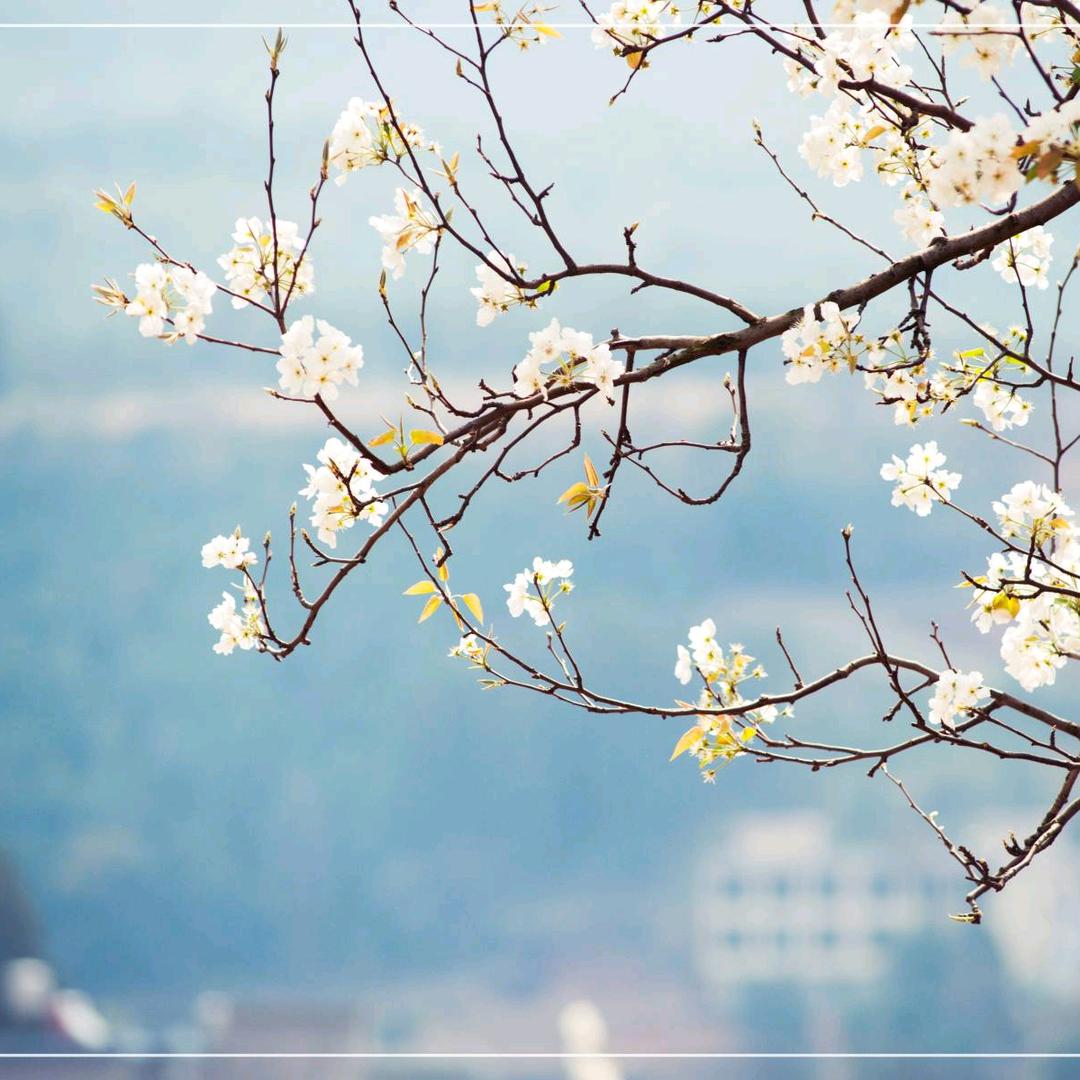 落尽梨花春又了