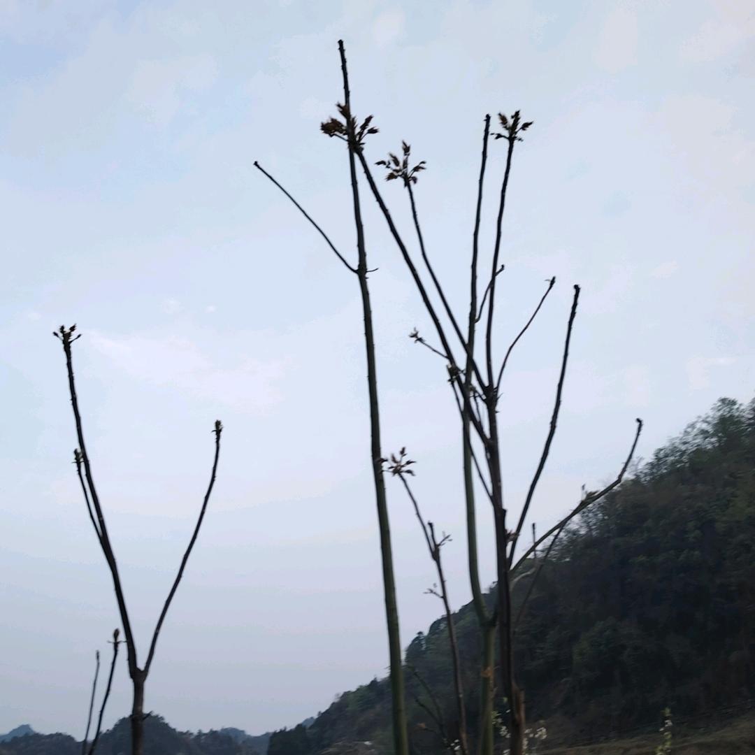 霸王风月