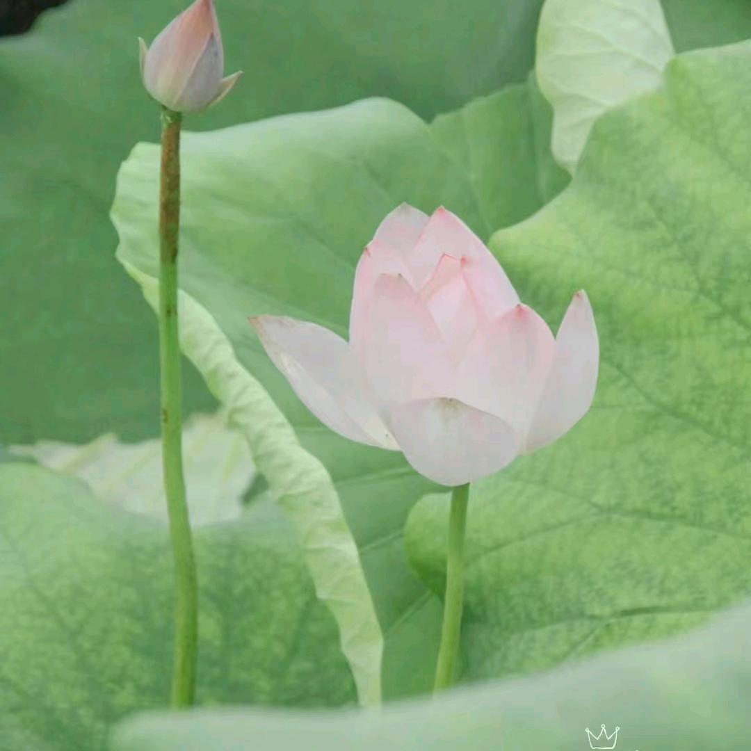 绿水悠悠