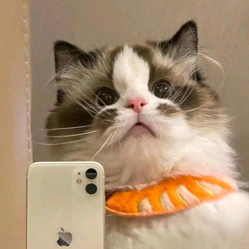 橘猫