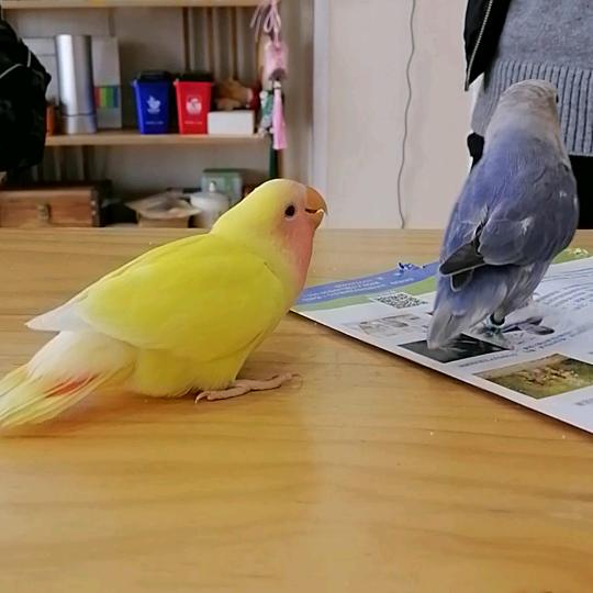 竹子