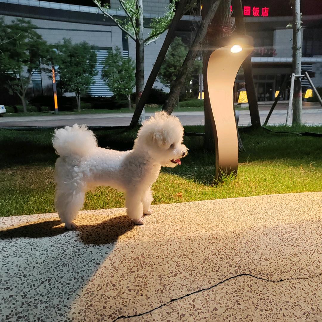 嗨，球球是比熊嘛💖