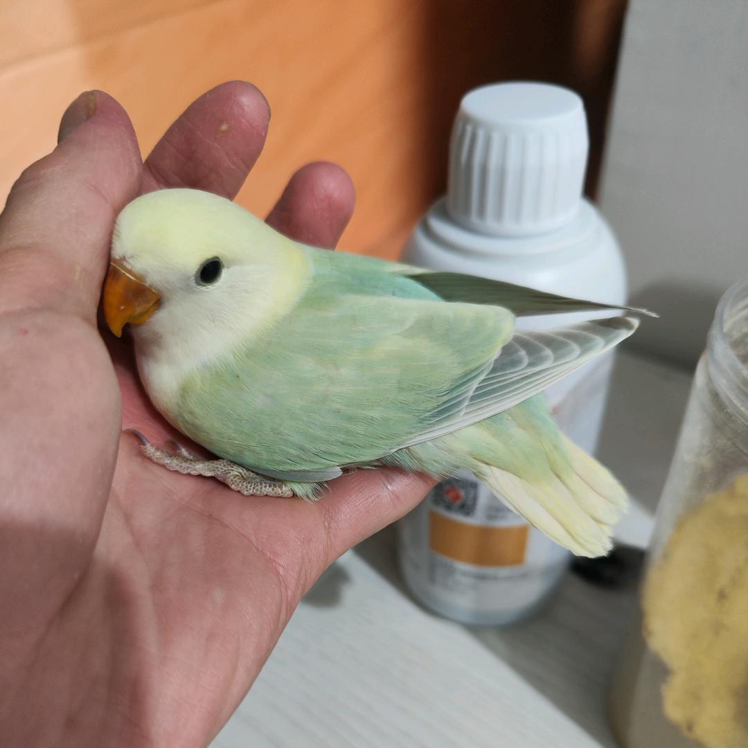 阿斌鹦鹉俱乐部