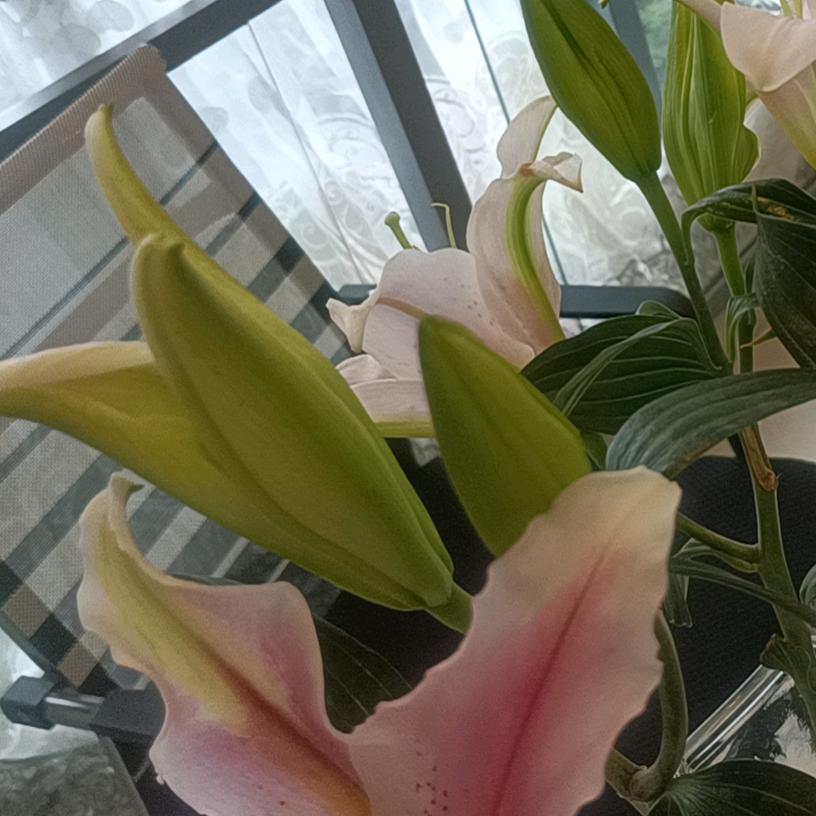 繁花🌸