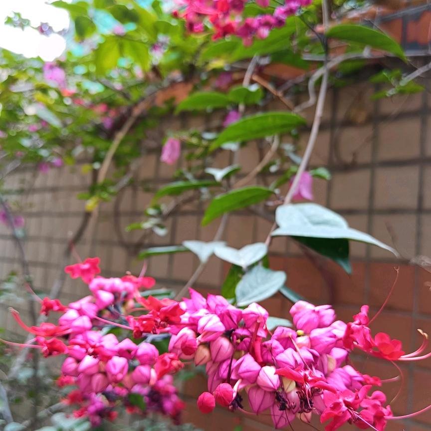 兰花草