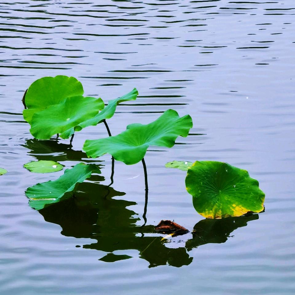 水中浮萍