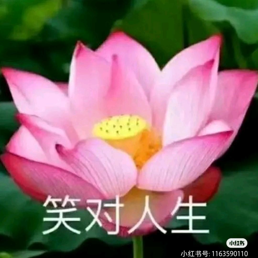 大花花花