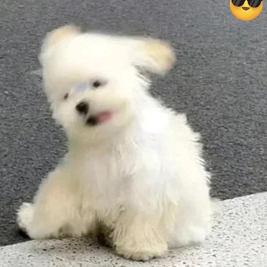 Pawfect