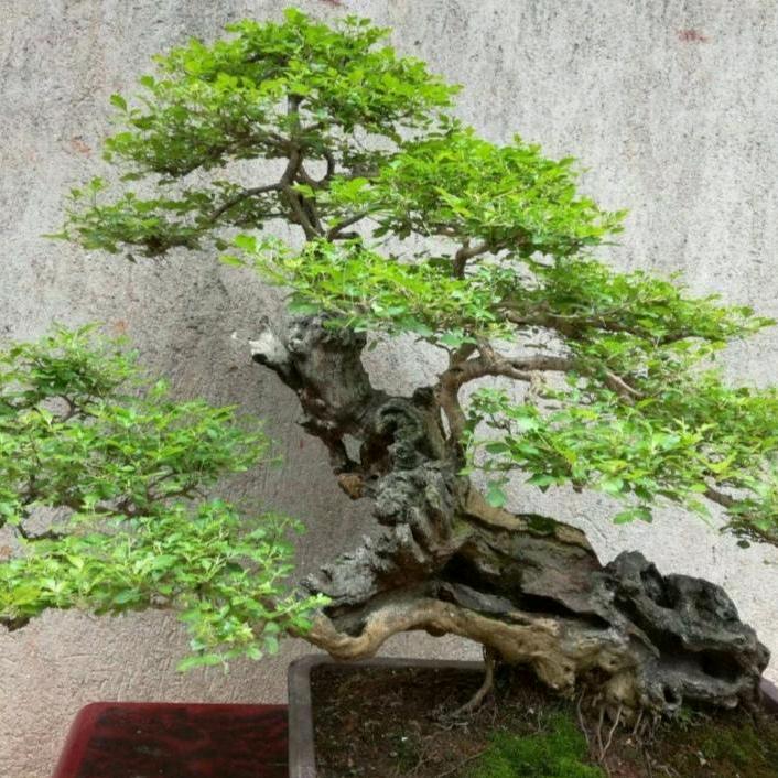 田园花卉集