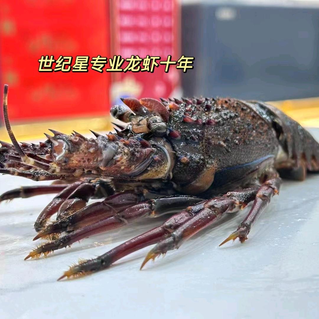世纪星