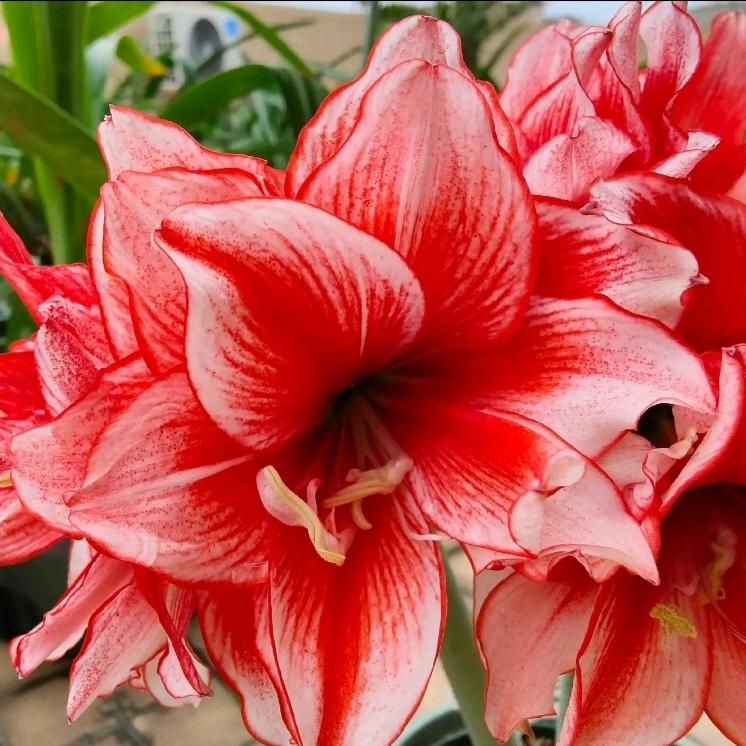 燕姐花卉绿植