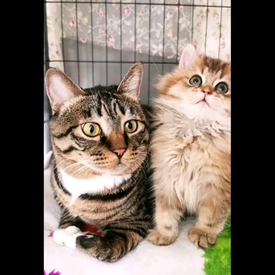 仔仔是个猫