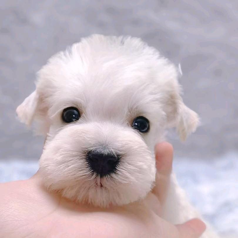 爱恩多高端宠物直播号