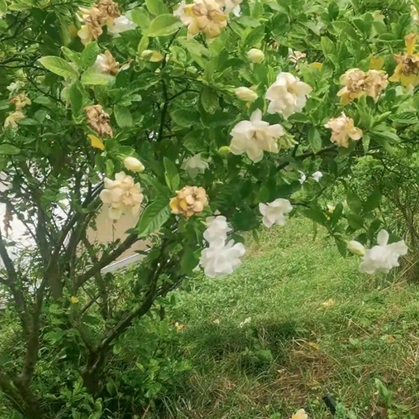 简