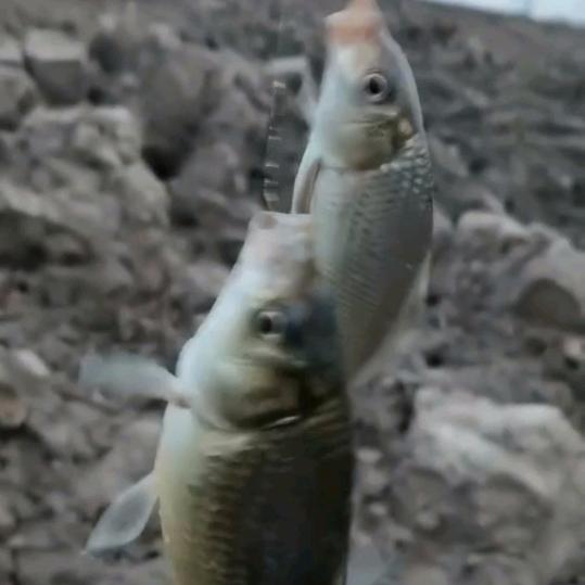 点叔