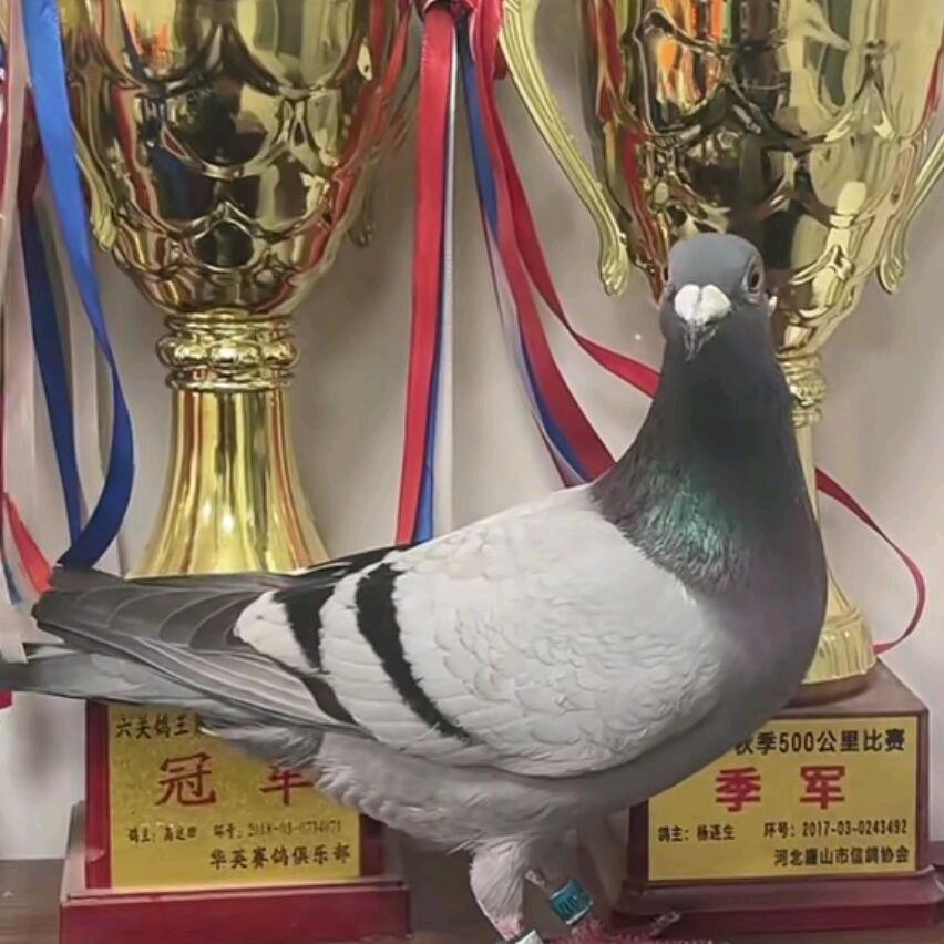 画眉，鸟食