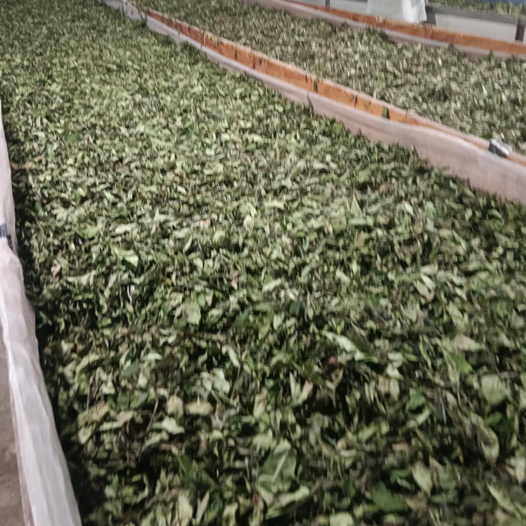 高山绿茶