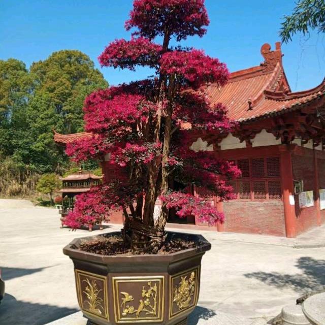 程序