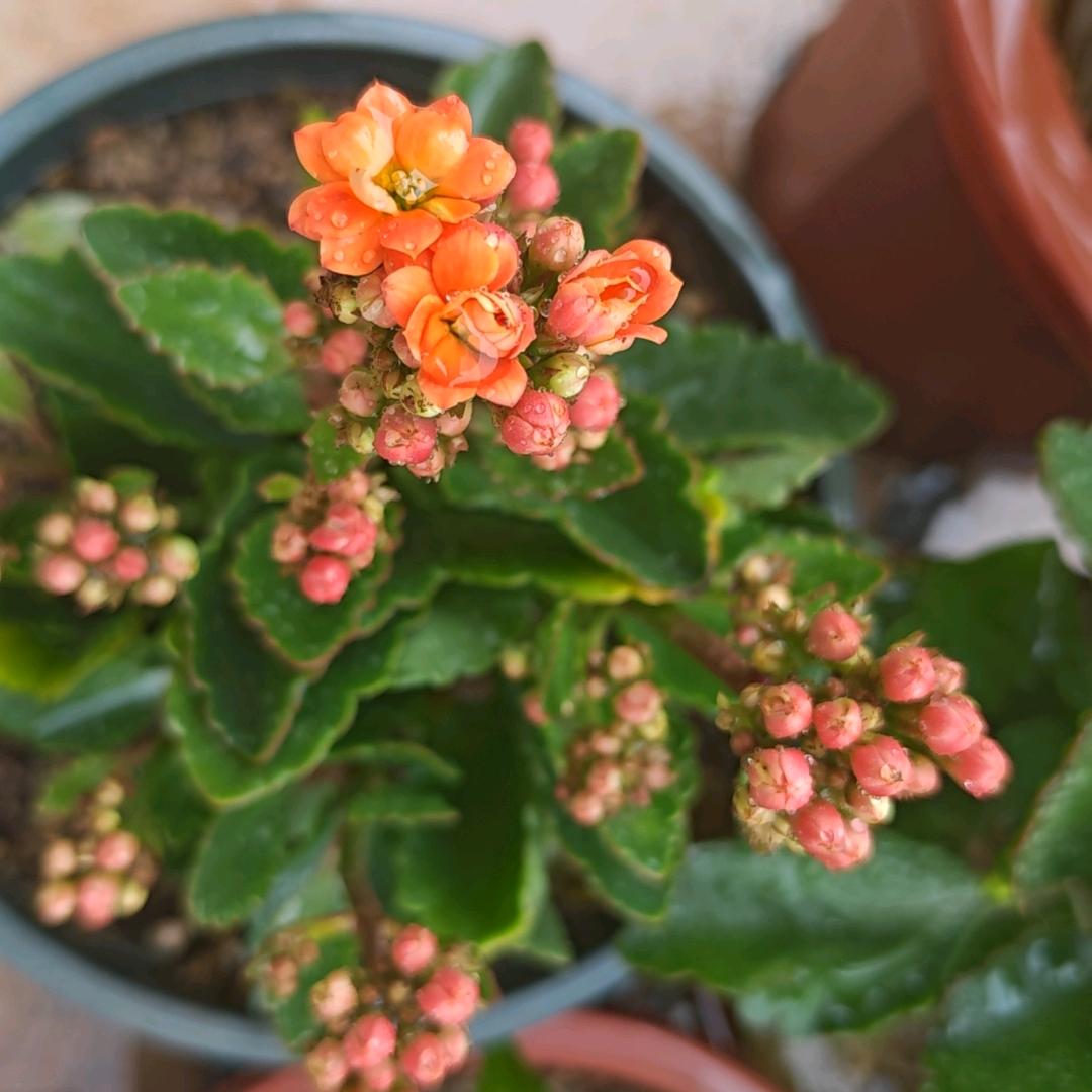 味来福鼎肉片早餐店