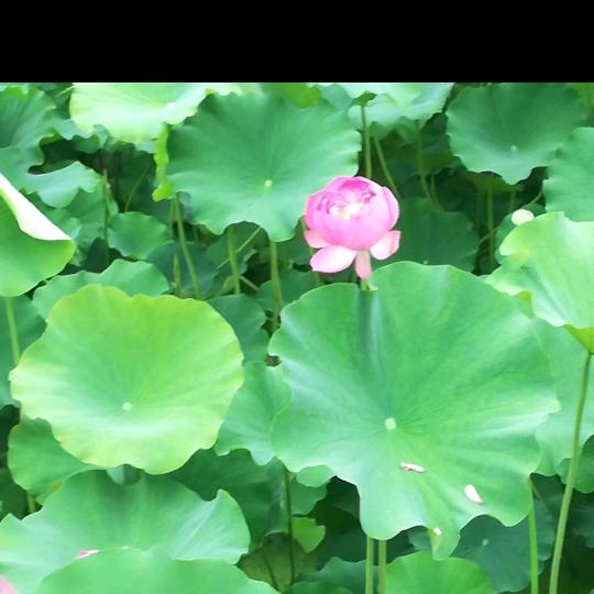 挽  梦
