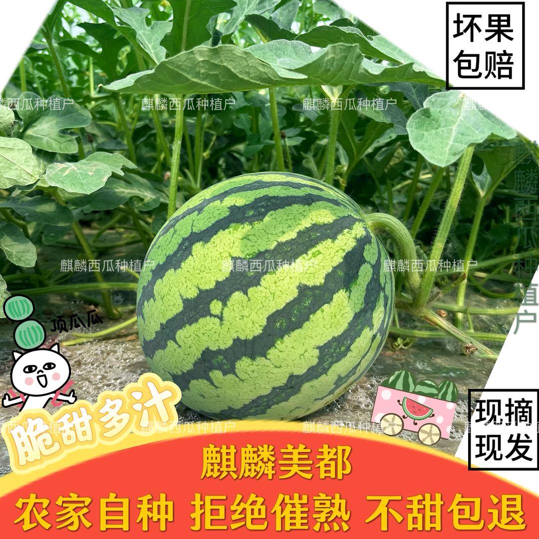 麒麟西瓜种植户