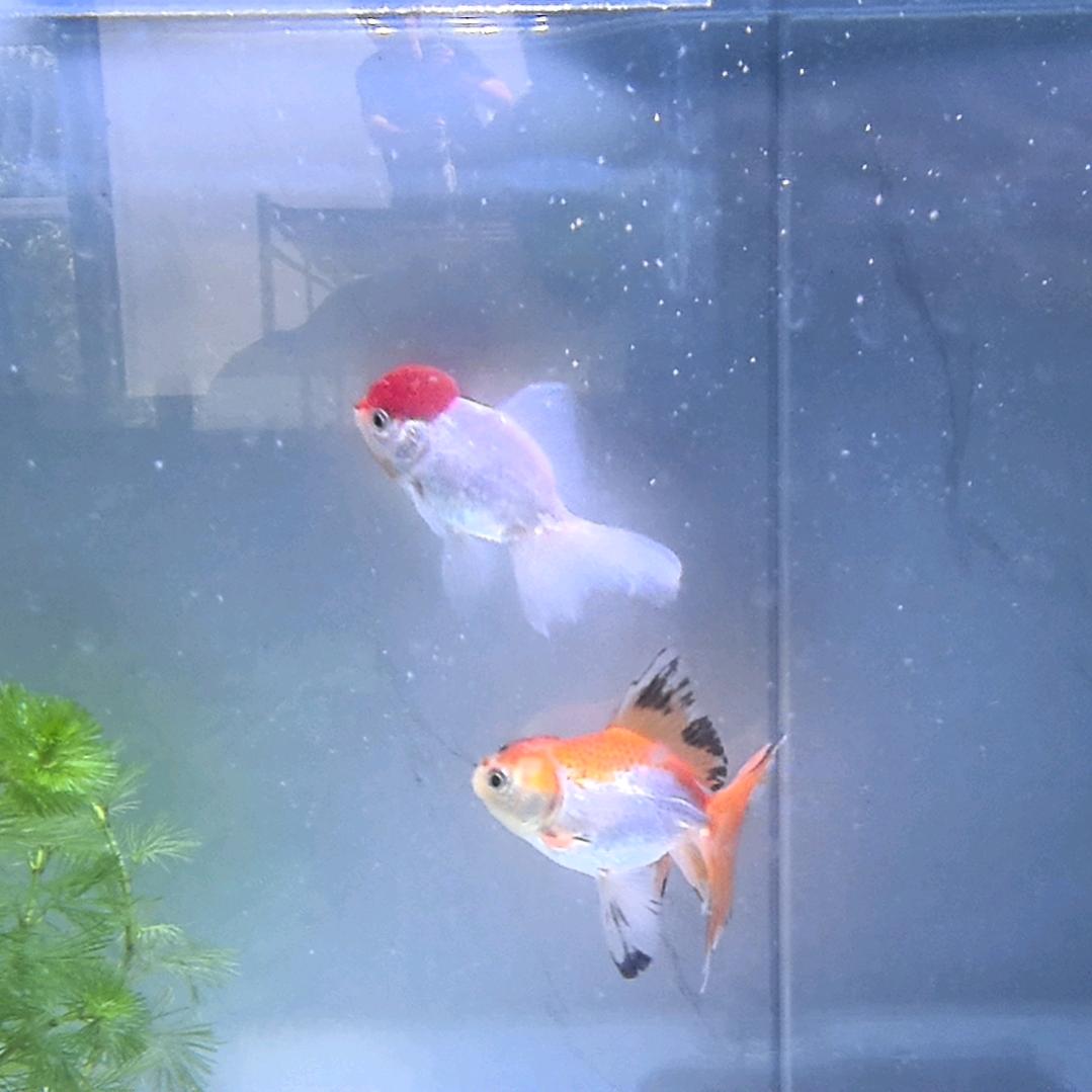 随心吧