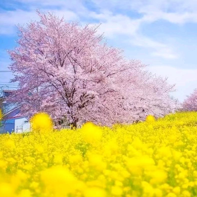 春暖花开